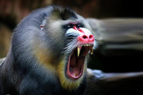 A close-up shot of a mandrill yawning with its mouth wide open, revealing sharp teeth and a bright pink snout.