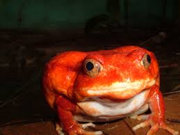 Here's a description of the image:The image shows a bright red Tomato Frog, sitting on a surface with a white belly, looking directly at the camera.