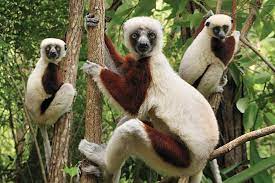 Three Coquerel's sifakas, a type of lemur with white fur and reddish-brown patches on their arms and legs, are perched on tree branches in a lush, green forest setting.