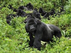 A group of gorillas are gathered in lush green vegetation, with one large silverback in the foreground looking directly at the camera.