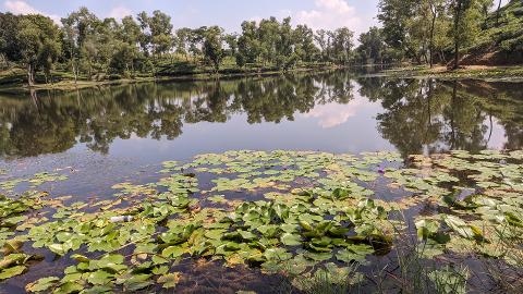 Bangladesh in 7 Days: Dhaka, Sreemongol & the Sundarbans A serene lake dotted with lily pads and blooming flowers is surrounded by lush green trees and their reflections on a clear day.