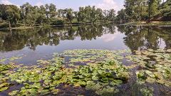 Bangladesh in 7 Days: Dhaka, Sreemongol & the Sundarbans A serene lake dotted with lily pads and blooming flowers is surrounded by lush green trees and their reflections on a clear day.