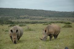Two rhinos graze in a grassy field with a backdrop of rolling hills covered in trees under an overcast sky.