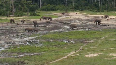 A herd of elephants gathers in a muddy clearing in the Dzanga Sangha Rainforest.