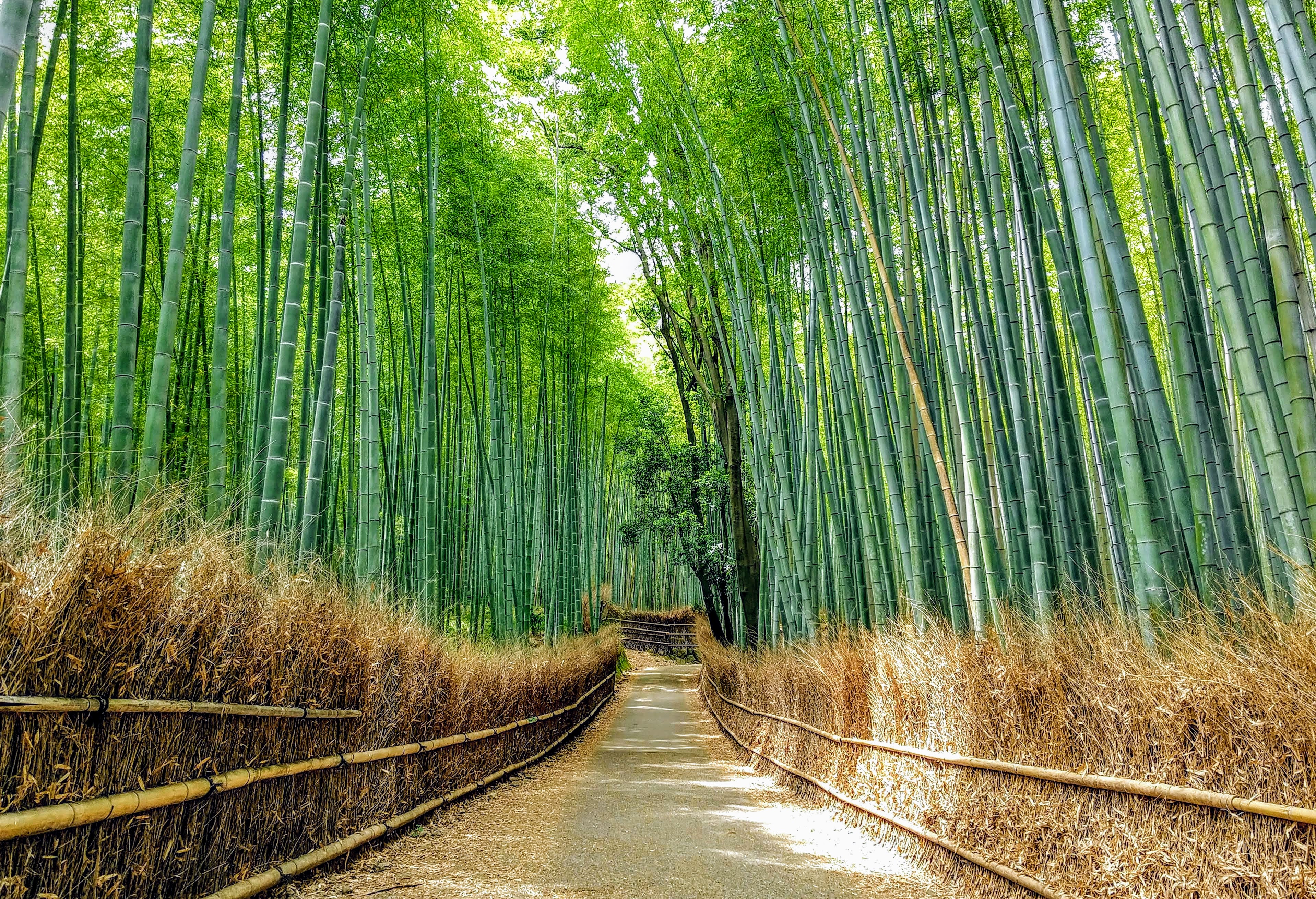 〈洋書〉増補版 KYOTO the forest within the gate 9780804857277.website__30154.