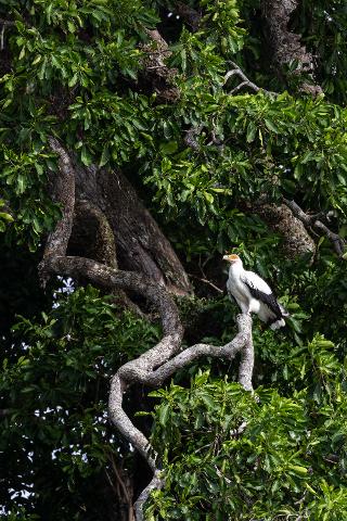 A white Egyptian Vulture with black wing tips perches on a gnarled tree branch amidst lush green foliage.