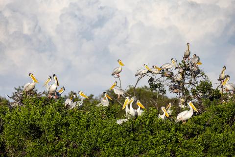 A colony of pelicans rests in a dense green bush under a cloudy sky.