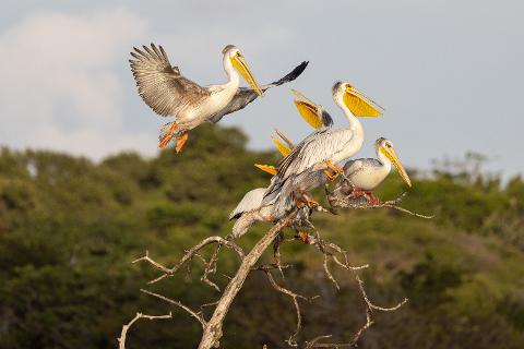 Several pelicans perch on a dead tree, while one in mid-air displays its wings against a pale sky.