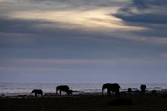 Silhouettes of elephants gather on a littered beach with the ocean and a dramatic cloudy sky in the background.