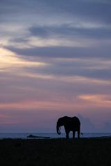 A lone elephant stands silhouetted against a dusky sky at the edge of the ocean.