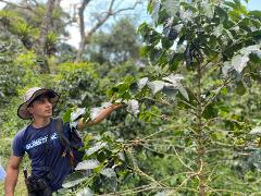 A man wearing a hat and carrying binoculars examines a coffee plant in a lush, green, outdoor setting.