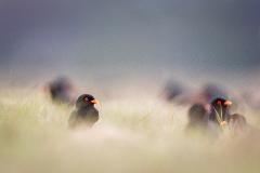A black bird with bright orange eyes and beak sits in tall grass in a soft-focus natural setting.