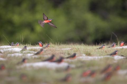 A bird with a bright red chest and gray wings flies over a grassy field dotted with other birds.