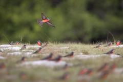 A bird with a bright red chest and gray wings flies over a grassy field dotted with other birds.