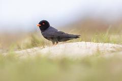 A black bird with bright red eyes and an orange beak stands on a sandy dune covered in grass.