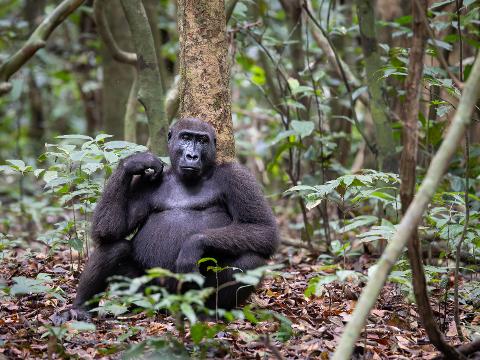 A gorilla sits in a forest, leaning against a tree with its hand resting on its chin.