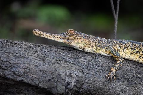 A young crocodile rests on a fallen log, its textured skin a blend of yellows and blacks against the weathered bark and blurred green background.
