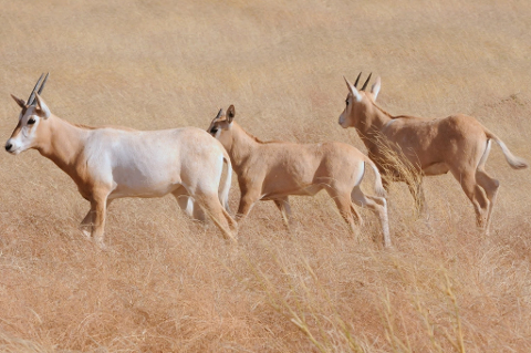 Three scimitar-horned oryx graze in a dry, grassy savanna.
