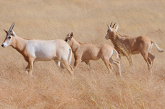 Three scimitar-horned oryx graze in a dry, grassy savanna.