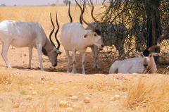 Several Addax antelopes with distinctive spiral horns rest in a dry, sandy environment under the shade of a thorny tree.