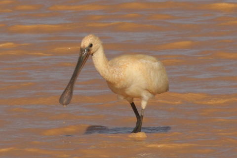 A yellow bird with a long, flat beak stands in muddy water.