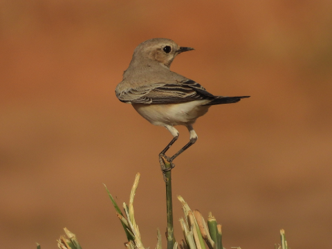 A small bird with brown and white plumage perched on a thin stalk against an orange background.