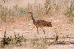 A Northern Black Korhaan bird with brown plumage and white spots stands in a dry, grassy landscape.