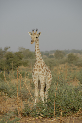 A young giraffe stands in dry brush with a hazy sky behind it.