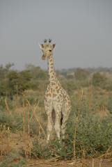 A young giraffe stands in dry brush with a hazy sky behind it.