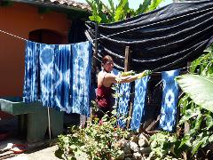 A woman wearing gloves hangs tie-dyed indigo fabrics on a clothesline in a lush outdoor setting with a stone wall and tropical plants.