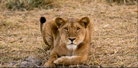 A lioness with amber eyes lies on dry grass with crossed paws, looking directly at the viewer.