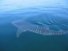 A whale shark swims just below the surface of clear blue water, its patterned back visible.