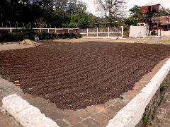 A vast expanse of drying coffee beans covers a large paved area, with a worker tending to them, against a backdrop of buildings and trees.