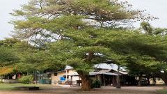 A large tree with many nests hangs over a few buildings and a playground.