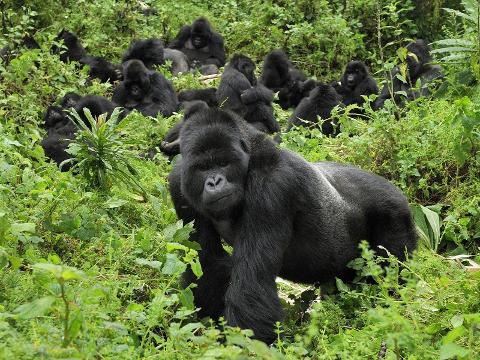 A group of gorillas are gathered in a lush, green forest, with a large silverback gorilla in the foreground looking directly at the camera.