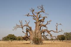 A large, leafless baobab tree stands prominently in a dry, grassy landscape under a clear blue sky, with other smaller trees scattered in the background.