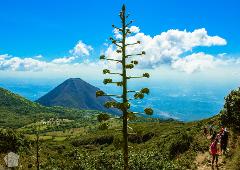 A tall, unusual plant stands prominently against a vibrant landscape of green hills, a majestic volcano, and a bright blue sky with fluffy white clouds.