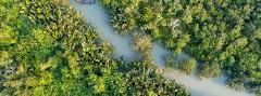 Aerial view of a river meandering through a lush green mangrove forest.