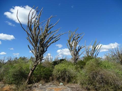 A sunny landscape with leafless, thorny trees and lush green vegetation under a bright blue sky dotted with fluffy white clouds.