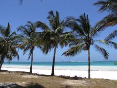 A picturesque view of a tropical beach featuring palm trees swaying in the breeze, with turquoise ocean waves and a white sandy beach under a clear blue sky.