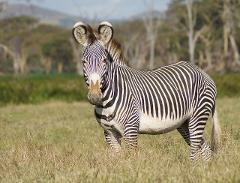 A Grévy's zebra stands in a grassy field, looking directly at the viewer with its distinctive black and white stripes and large, rounded ears.