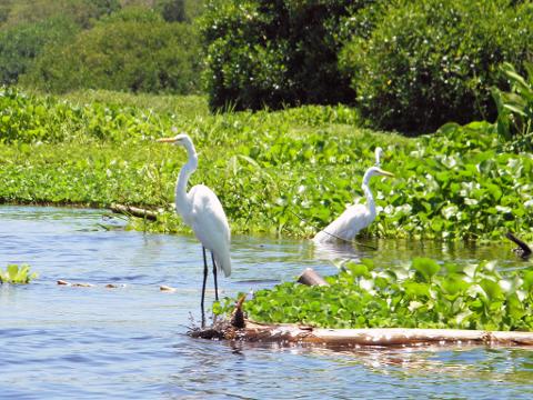 Ciénaga Grande de Santa Marta Birdwatching from Santa Marta Two white egrets are foraging in a waterway overgrown with green vegetation, one standing on a log and the other wading.