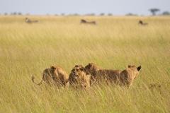 A pride of lions crouches in tall, golden grass, possibly stalking prey, with zebras grazing distantly in the background.