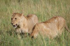 Two lionesses are seen in a field of tall grass, one standing alert while the other lowers its head, possibly eating.