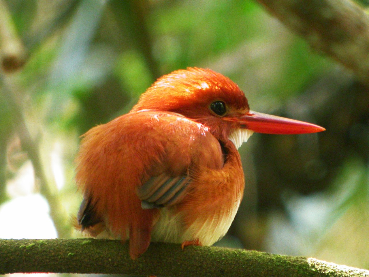 A small, vibrant orange bird with a long, bright red beak perches on a mossy branch, with lush green foliage creating a soft, blurred background.