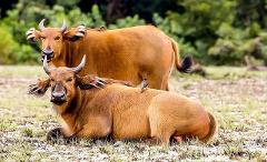 Two brown cattle with curved horns rest in a grassy field, each with a small bird perched on its back.