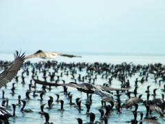 Ciénaga Grande de Santa Marta Birdwatching from Santa Marta A large flock of black birds in the water, with some birds flying above them against a bright blue sky.