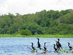 Ciénaga Grande de Santa Marta Birdwatching from Santa Marta A group of cormorants perched on a submerged tree branch in a lake, with lush green vegetation in the background.
