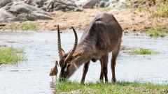 A waterbuck grazes in shallow water alongside a small bird, creating a serene scene in a natural habitat.