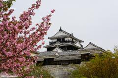 A beautiful shot of the Matsumoto Castle framed by vibrant pink cherry blossoms against a muted sky.